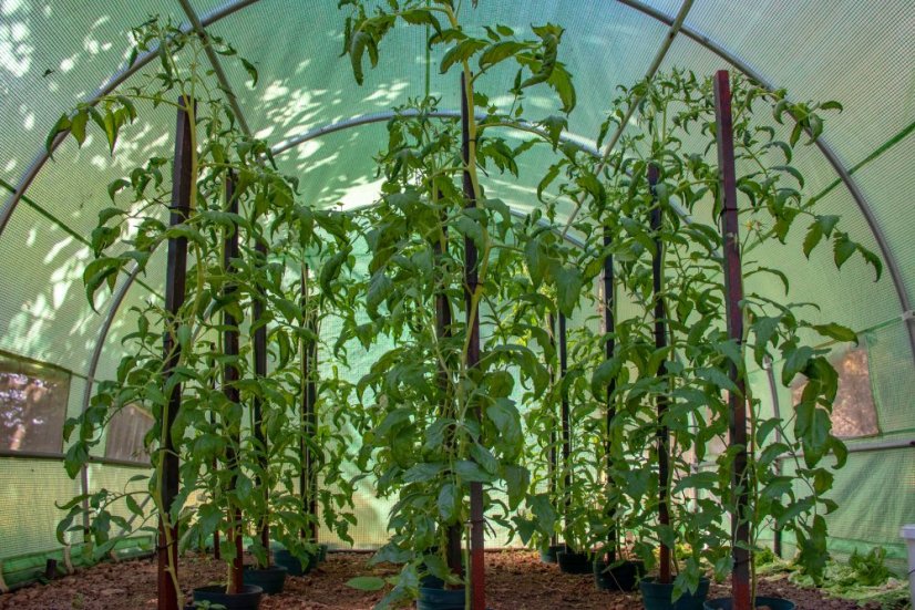 Arbore din folie G21 200 x 300 x 200 cm, verde