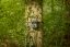 Capcană pentru cameră Camouflage SM4 Pro